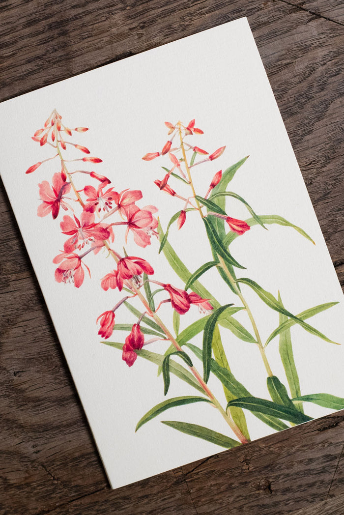 'Our June' - Pink Rosebay Willowherb Greeting Card, 15cm x 10cm (A6)