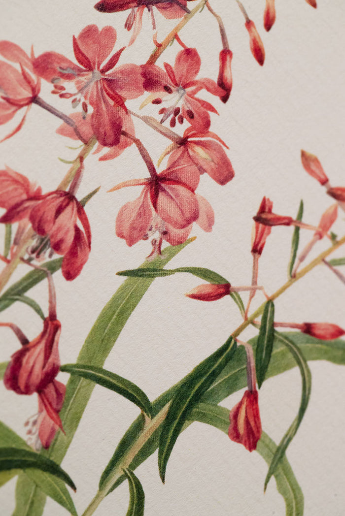 'Our June' - Pink Rosebay Willowherb Greeting Card, 15cm x 10cm (A6)