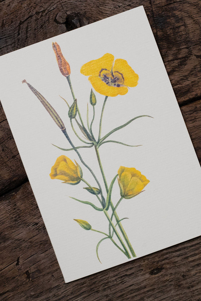 'Our June' - Yellow Mariposa Greeting Card, 15cm x 10cm (A6)