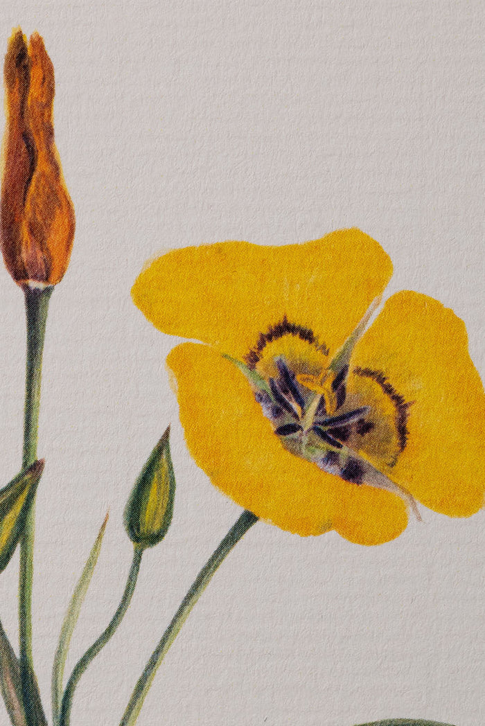 'Our June' - Yellow Mariposa Greeting Card, 15cm x 10cm (A6)