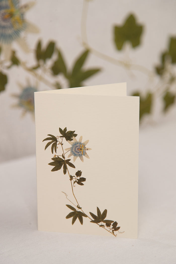 'Passiflora' Greeting Card, 15cm x 10cm (A6)